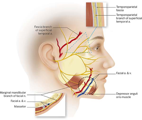 frontal nerve